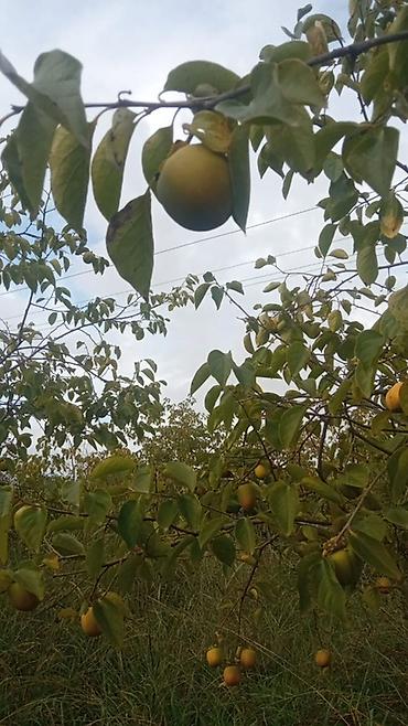 nəsimi rayon: 300 sot, Biznes üçün, Mülkiyyətçi, Kupça (Çıxarış) — 10
