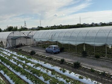 Другой готовый бизнес: Готовый бизнес. Теплица — 3