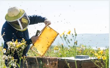 пчелы улья: Продаю пчелосемью на высадку, с.Ивановка. Самовывоз!Улья не продаются