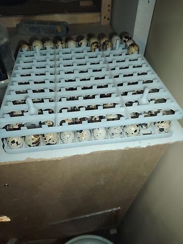 kirpi eti: Bildirçin yumurtası Bıldırcın yumurtası balaca olsa da, toyuq — 1