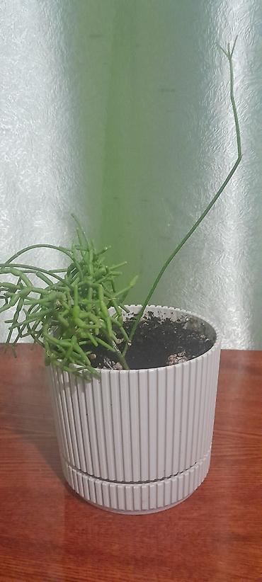 Бегонии: Продаю домашние растения — 12