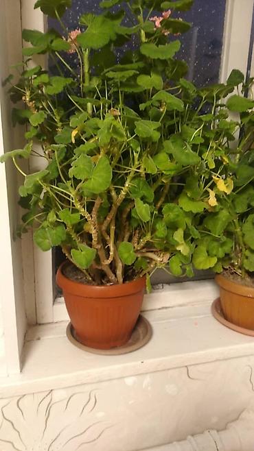 Другие садовые цветы и кустарники: Комнатные цветы от 350 сом ❗❗ — 7