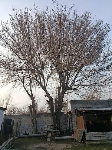 Спил деревьев, заготовка дров: Пилю деревья цена индивидуально! Пилю дровабревна 1500 - с/куб — 9