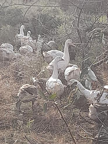 propan balon: Satılır: Ördek sürüsü və KEMAN hava kompressoru - Ördek sürüsü - Ağ — 2