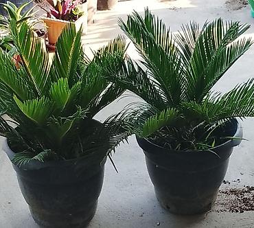 finiks palma: Sago xurması (Cycas revoluta) – iri ölçülü, qara plastik dibçəklərdə — 2