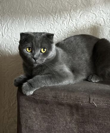 шотландская вислоухая серая: Кошка даром: Скотиш Фолд (Шотландская вислоухая), 2 года, Девочка, Кастрирована, Приучена к лотку