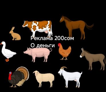 машинка для животных: Реклама 200сом
О деньги