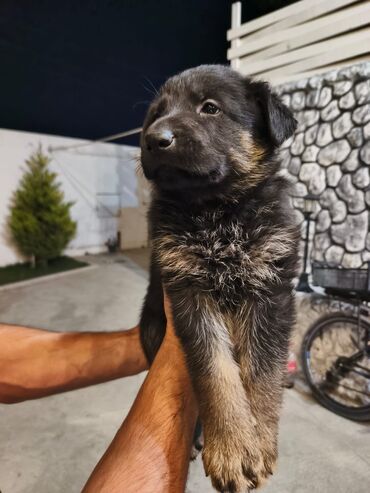 Gəmiricilər: Alman çoban iti, 1 ay, Erkek
