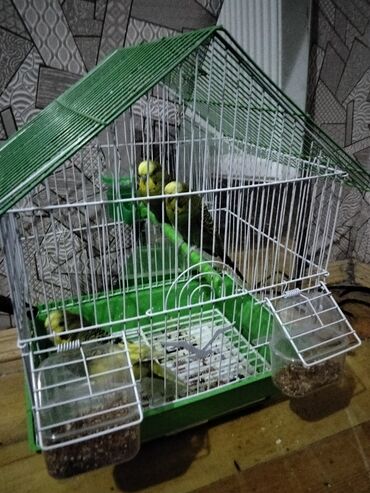 quş yuvalari: Dalmatin (ağ-yaşıl) dam örtüklü quş qəfəsi və içində 3 ədəd bəzəkli