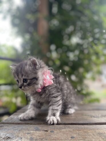 шотландская вислоухая кошка черная: Скотиш Страйт (Шотландская прямоухая), 2 месяца, Девочка, Проглистована, Приучена к лотку