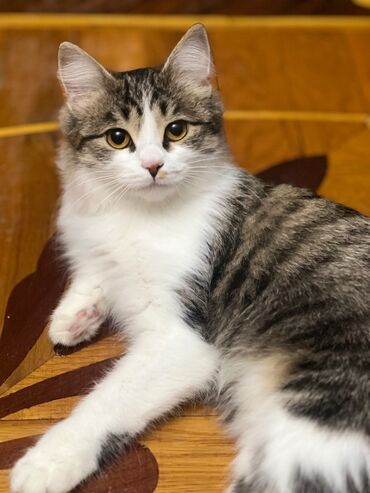 животные в добрые руки: Dişi, Yaxşı əllərə, Ünvandan götürmə