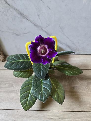 Фиалки и глоксинии: Глоксиния (Sinningia speciosa) в горшке Цветущие глоксинии Украшение — 1