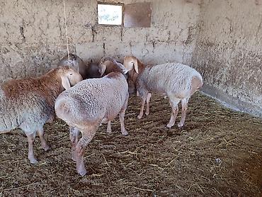 купить арашан баран: Продаю | Баран (самец) | Арашан | Для разведения — 3