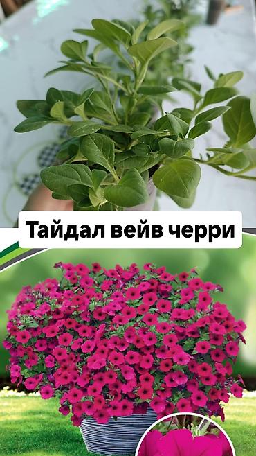 Другие садовые цветы и кустарники: Самовывоз — 9
