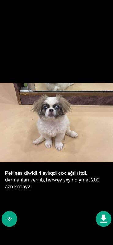 İtlər: 3 ay, Dişi, Peyvəndli — 5