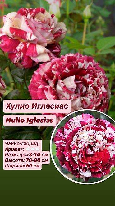 Комнатные розы: Саженцы — 3