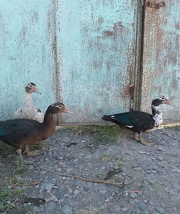 С/х животные и товары: Muscovy ördəkləri (indo-ördəklər) – 3 baş - Rənglər: ağ-qara ala və — 2
