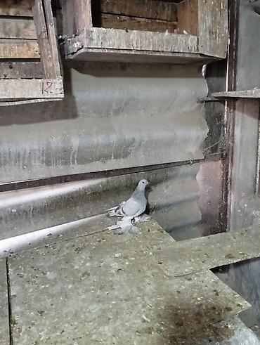 Птицы: Продаю молодых голубей 1 шт стоит пятьсот сом окончательно родители — 6