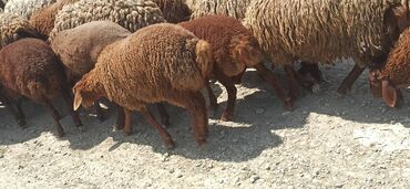 Qoyunlar, qoçlar: Erkək, Qala, il: 1, Ünvandan götürmə