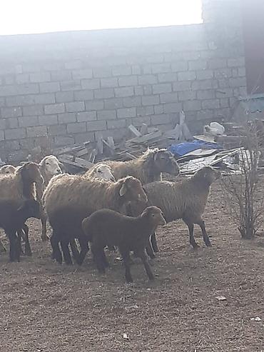 Qoyunlar, qoçlar: Salam 10 ana 10 bala balalar 2 aylıqdı analarda bordag heyvanlardı — 4
