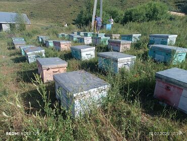 объявления о пропаже животных: Продаю пчело семьи с ульями система дадан парода карника или меняю на