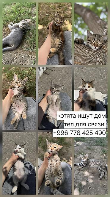 пушистые собачки: Котята ищут дом - Милые разноцветные малыши: среди них есть серые — 1