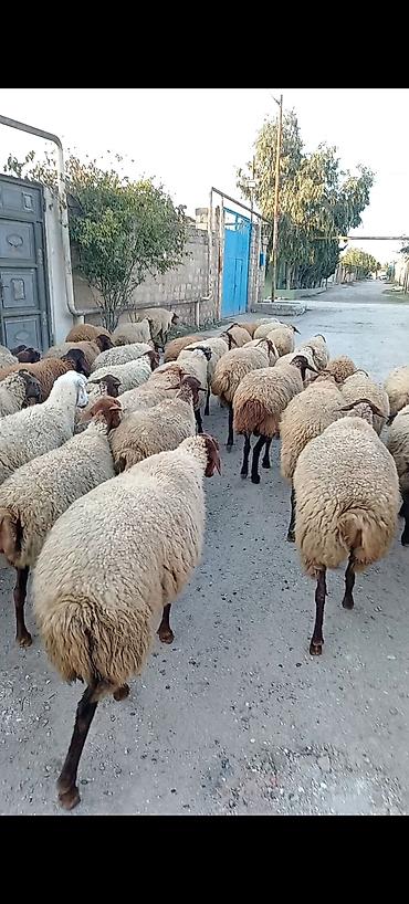 dişi keci: Dişi, Qala, il: 1, 50 kq, Damazlıq, Ünvandan götürmə — 5