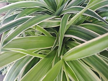 Ostale kućne biljke: Chlorophytum, velika,raskosna biljka sa prve slike je 3000 — 5