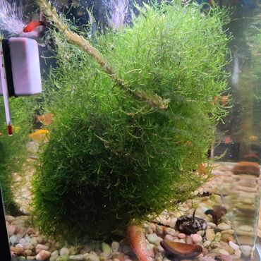 akvarium bitkiləri: Яванский мох 5ман большой пучок.
находится на гара гараево