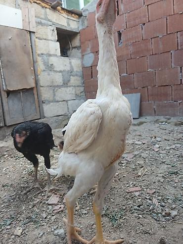 alman spitz: Toyuq cücələri, Damazlıq — 10
