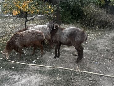 продажа баранов в бишкеке: Продаю | Баран (самец) | Арашан | Для разведения | Осеменитель