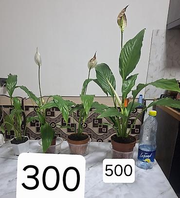 Другие комнатные растения: Продается вариегатная орхидея араукария адениум доллар — 8