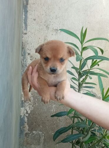 İtlər: Zvonok, 1 ay, Dişi