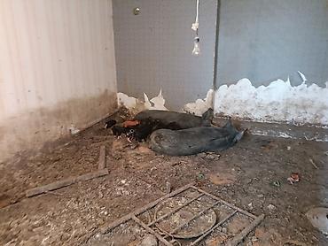 dəniz donuzu qiyməti: Məhsul: Donuzlar və balaları . Bir ana 8 bala 2500 . Üç ana 26 bala — 9