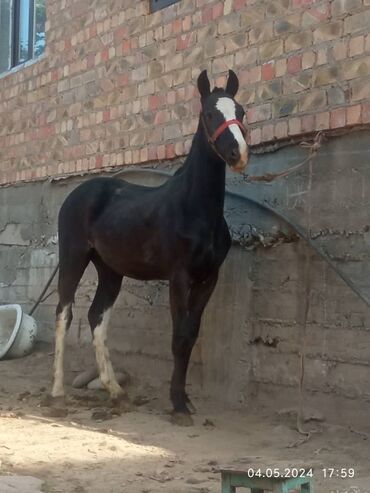 сколько стоит арабская лошадь: Продаю | Конь (самец) | Конный спорт | Племенные