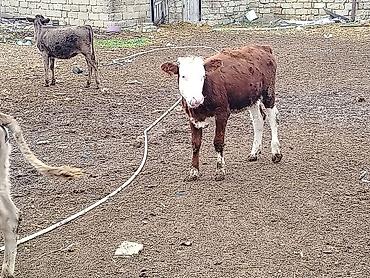 Рогатый скот: Satılır: erkək buzovlar qrupu - Növ: yerli qarışıq cins ətlik/südlük — 6