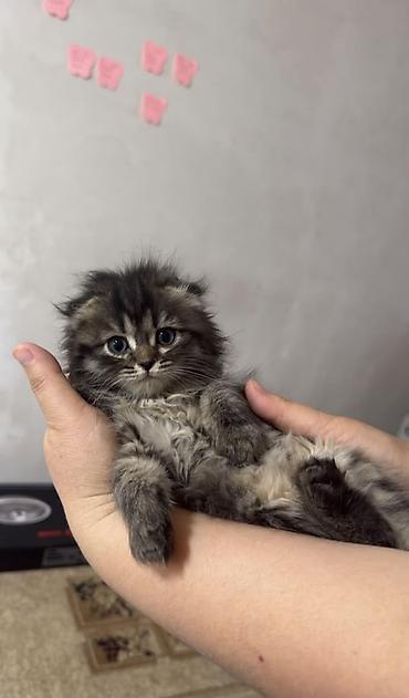 купить клетку для животных: Шотландский вислоухий котёнок (скоттиш-фолд), окрас черно-белый — 2