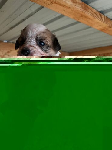 Продажа собак: Щенки (малыши на фото) - Возраст: совсем маленькие, уже открыли — 3