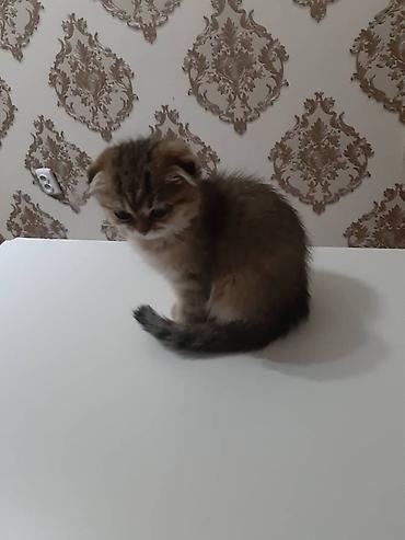 Продажа кошек: Шотландский вислоухий котёнок - Порода: Scottish Fold (вислоухий) - — 2