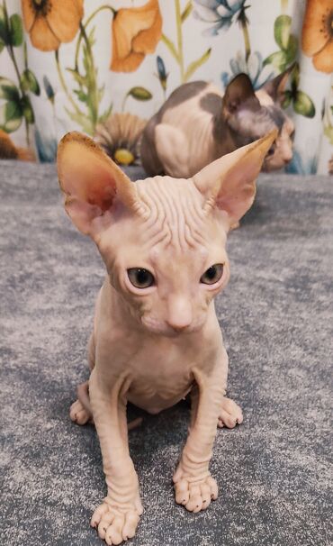 котята донского сфинкса: Котёнок канадского сфинкса, мальчик, резинка, 2 месяца, лоток5+, 10000