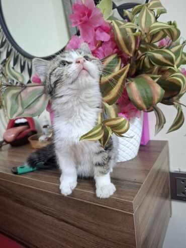 Pişiklər: Sekildeki pisik onu saxlaya bilen aileye satilir,,,cox mehriban — 11