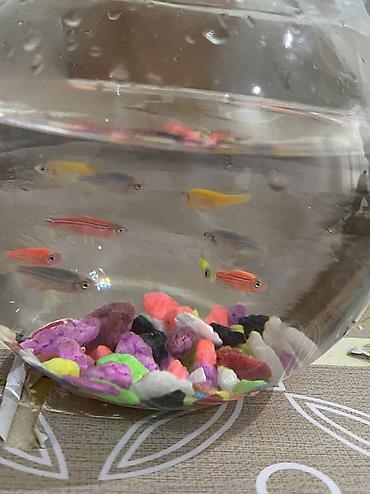 akvarium balıq novləri: Yumru akvarium, Balıqlarla birlikdə, 1 l, Ünvandan götürmə, Pulsuz çatdırılma, Ödənişli çatdırılma — 2