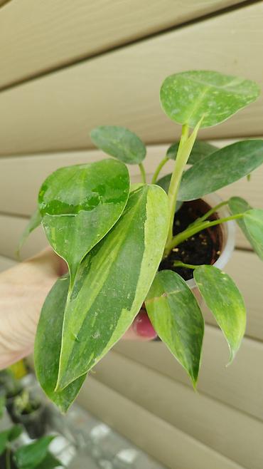 глоксиния гулу: Монстера Monstera 'Aurea Neon' / 'Lemon Lime'). Монстера Бульвазавр и — 9