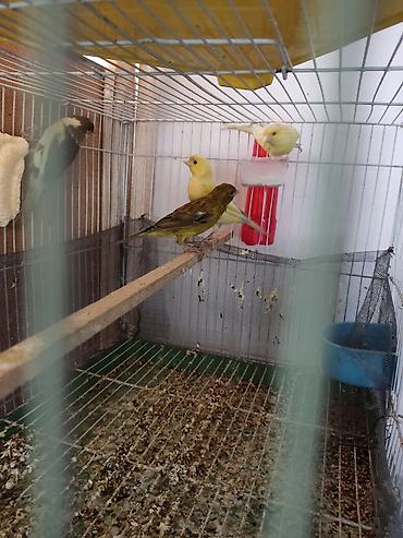 Птицы: Канарейки, попугаи, амадины, голуби! По адресу Абдрахманова315 — 7