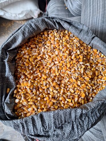 сколько стоит гиря 32 кг: Продаю кукурузу жугору мака 30тон в мешках сорт Пионер влажность 13%