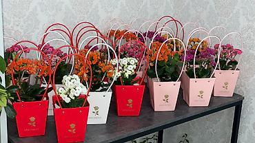 Каланхоэ: Горшечные каланхоэ в подарочных пакетах - Цветение: обильные соцветия — 4