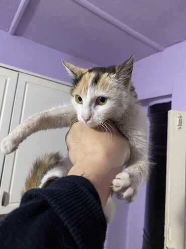 животные кошки: Отдадим в хорошие руки кошку. Ласковая. Приучена к лотку. Обработана