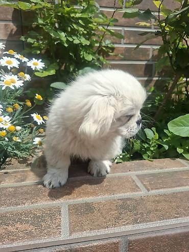 İtlər: Pekines, 3 ay, Erkek, Peyvəndli, Pulsuz çatdırılma — 4