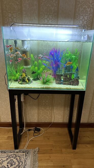 Рыбы: Продаю аквариум с рыбками и со всеми устройствами на 120 литров