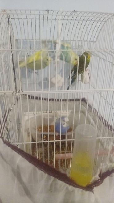 tutuquşlar: Salam 1 ana 1 ata 4 bala +3 yasil 1 goy Cemi :10 qus 2 qefes 2 yuva — 1